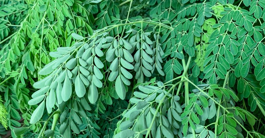 moringa plant